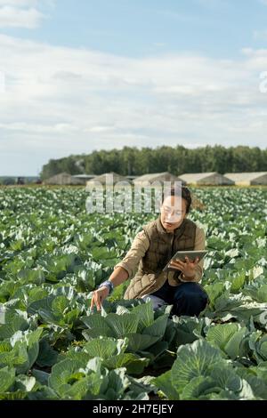 Ernsthafte junge landwirtschaftliche Fachärztin mit Tablette hocken auf Kohlreihe und berühren Blatt Kohl auf der Plantage Stockfoto