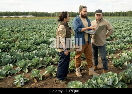 Eine Gruppe multiethnischer Agraringenieure, die auf der Plantage stehen und mit einem Laptop über den Anbau von Kohl sprechen Stockfoto