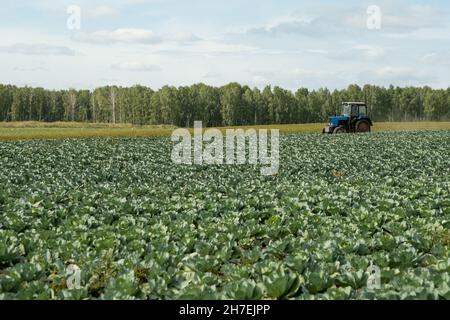 Traktor fährt durch Kohlfeld gegen Waldbäume, landwirtschaftliches Konzept Stockfoto