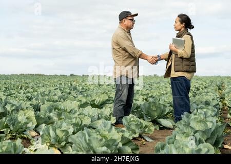 Weibliche Besitzerin der Plantage mit Tablette, die auf dem Kohlfeld steht und mit einem Agroingenieur handgeschüttelt wird Stockfoto