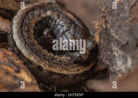 Gabilan Mountains schlanker Salamander (Batrachoseps gavilanensis) Diese Amphibien leben im Laubstreu im Wald und sind ein kleiner lungless plethodontid. Stockfoto