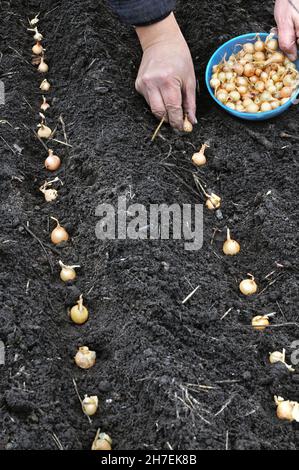 Gärtner's Hand Pflanzen Zwiebelsamen im Gemüsegarten, vertikale Zusammensetzung Stockfoto