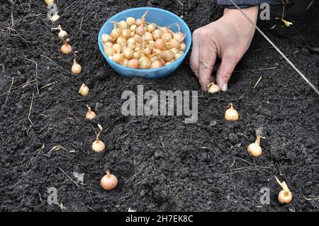 Gärtner's Hand Pflanzen Zwiebelsamen im Gemüsegarten Stockfoto