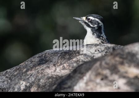 Nuttall-Specht (Dryobates nuttallii) ein Vogel, der in Kalifornien fast endemisch ist. Diese Person wurde am Fort Ord National Monument in Monterey gesehen. Stockfoto