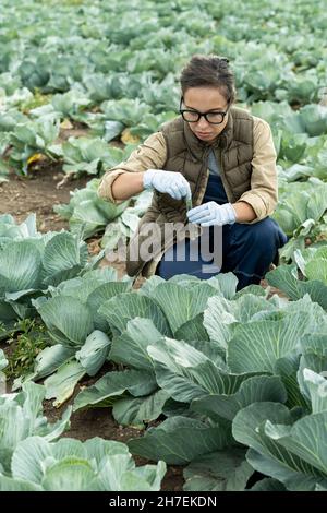 Seriöse Gärtnerin in Gläsern und Handschuhen, die eine Probe von Kohl in ein Reagenzglas geben, um sie zu erforschen Stockfoto