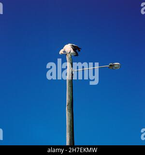 Pelican auf einem Laternenpfosten am Cabbage Tree Point, Queensland, Australien. Stockfoto