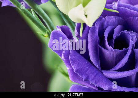 Makro-Nahaufnahme von dunkelviolett blau rosa Blume von Eustoma russellianum lisianthus oder auffällige Prärie Enzian Texas bluebells blühenden Zweig mit sanften Stockfoto