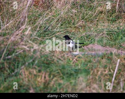 Eine Elster (Pica pica) auf der Suche nach Nahrung im Grasstreifen am Straßenrand Stockfoto