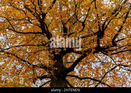 Eine Kupferbuche im Herbst von unten gesehen. Blick auf die Zweige, die mit goldenen Blättern bedeckt sind. Stockfoto