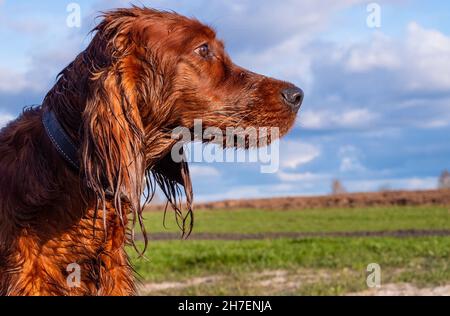 Irischer Setter auf einem Feld mit nassem Kopf. Stockfoto