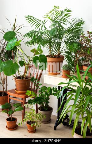 Die Einheit von Natur und Menschen, Heimat Grünpflanzen in braunen Tontöpfen in der Ecke des Raumes in der Nähe des Fensters, biophiles Design Stockfoto