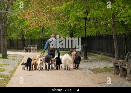 Hundespaziergänger mit einer Packung kleiner und großer Tiere im Prospect Park Brooklyn NYC Stockfoto