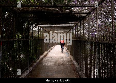 Radfahrer, die über eine Fußgängerbrücke fahren, die von Weinreben überwuchert ist Stockfoto