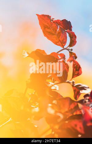 Leuchtende Herbstblattfarben. Laubblätter wechseln in verschiedene Gelb-, Orange-, Rot- und Violettschattierungen, bevor sie für den Winter abfallen. Stockfoto