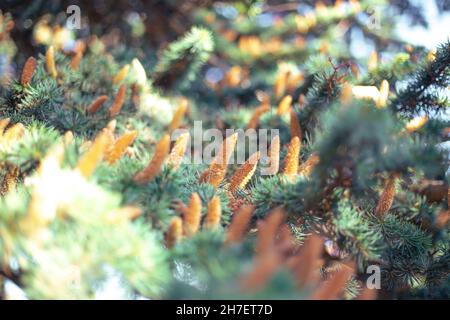 Ein Zweig einer grünen Fichte mit langen Zapfen. Natürlicher natürlicher Hintergrund. Stockfoto