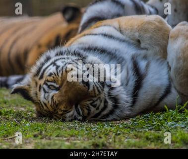 Royal Bengal Tiger schlafen und entspannen in einem Zoo in Afrika Stockfoto