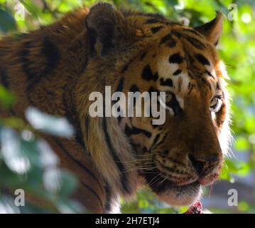 Royal Bengal Tiger Fütterung in Südafrika Stockfoto