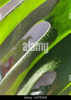 Fotos für grünen Hintergrund. Natürliche Blätter von Mostera delicios, in natürlichem Licht und Nahaufnahme. Stockfoto