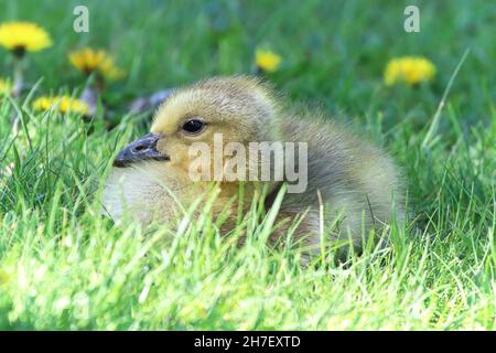 Nahaufnahme eines Kanadagans, der im Gras sitzt Stockfoto