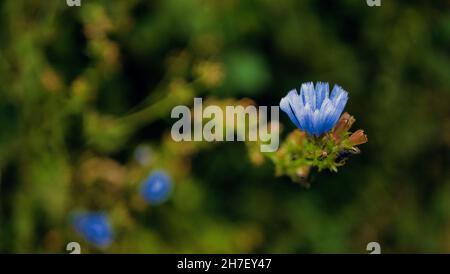 Blaue Zichorien blühen auf Helgoland Stockfoto