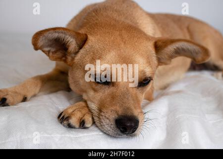 Süßer Mischling hellbrauner Hund, der sich hinlegt und mit traurigen Augen auf weißem Hintergrund auf das Bett schaut Stockfoto