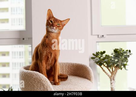 Abessinier junge Katze sitzt am Turm. Schöne reinrassige kurze Stockfoto