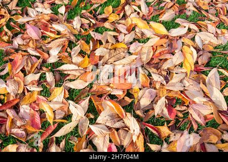 Herbstblätter liegen auf Gras, The Green, Sawtry, Cambridgeshire, England, Vereinigtes Königreich Stockfoto