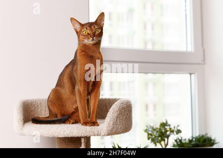 Abessinier junge Katze sitzt am Turm. Schöne reinrassige kurzhaarige Kätzchen Stockfoto