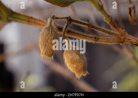 Zwei getrocknete Blütenknospen aus winterharter Geranienpflanze, die vom Ast mit geringer Schärfentiefe hängen. Braune und goldene Töne erinnern an den Herbst Stockfoto