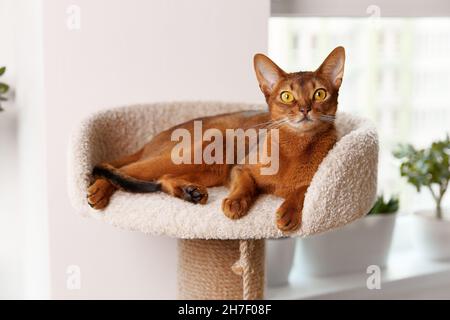 Abessinier Jungkatze liegt am Turm. Schöne reinrassige kurzhaarige Kätzchen Stockfoto