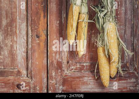 Herbststill-Leben mit hängenden Ähren aus Mais in einem ländlichen Haus auf dem Hintergrund alter Holztüren mit Platz für Text Stockfoto