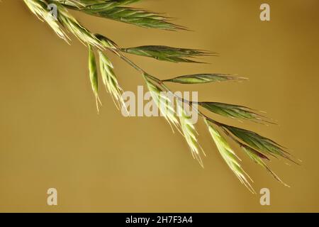 Makroansicht des isolierten Saatkopfes von Blue Feskue Grass (Festuca glauca), Südaustralien Stockfoto