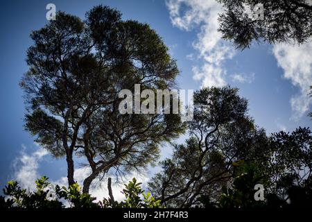 Einheimische Neuseeländische Manuka, Teebaum Stockfoto