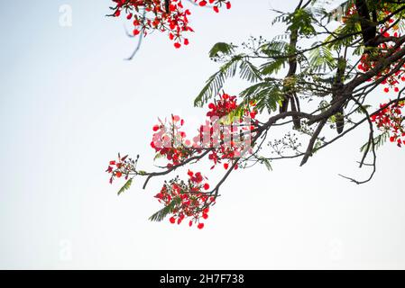 Blick von unten auf Zweige mit bunten Blumen eines Baumes gegen den blauen Himmel. Salvador, Bahia, Brasilien. Stockfoto