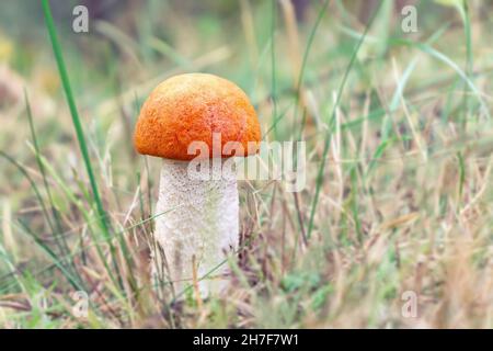 Kleine orangefarbene Steinpilze im Gras am Waldrand. Stockfoto