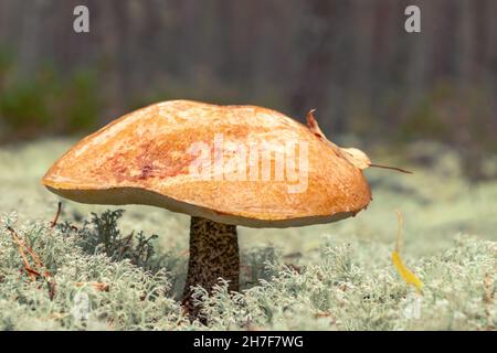 Große orangefarbene Kappenboletus im Moos im Herbstwald aus nächster Nähe Stockfoto