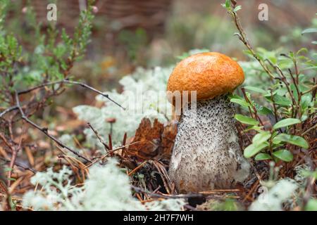 Kleine orangefarbene Steinpilze im Moos im Herbstwald aus nächster Nähe Stockfoto