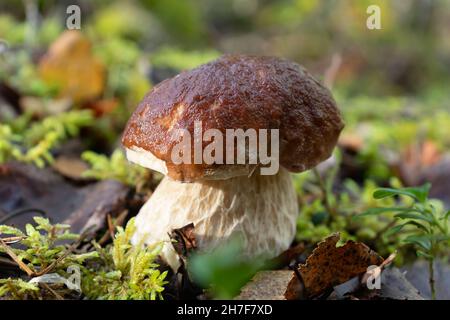Schöner junger essbarer Steinpilz in einem Kiefernwald Stockfoto