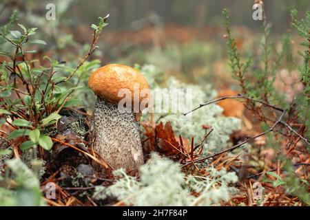 Kleine orangefarbene Steinpilze im Moos im Herbstwald aus nächster Nähe Stockfoto