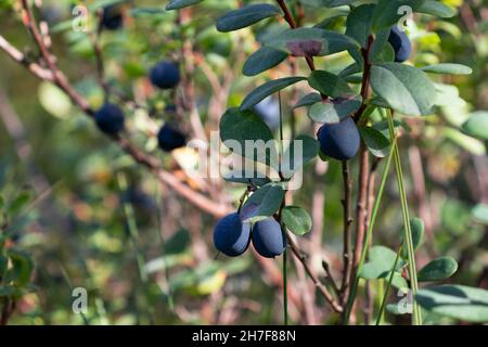 Reife Waldbluebeeren wachsen auf einem Busch Stockfoto