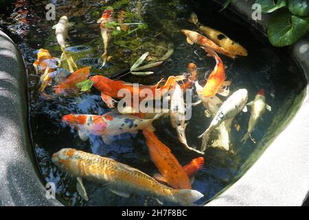 Gemischte Farben und Formen von Koi-Fischen auf der Oberfläche eines Teiches Stockfoto