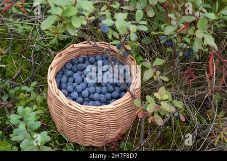 Reife Heidelbeeren in einem Weidenkorb in einem Sommerwald Stockfoto