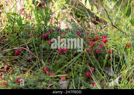 Reife Preiselbeeren auf einem Moor im Wald Stockfoto