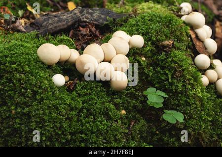 Eine Gruppe essbarer Lycoperdon-Pilze, bekannt als Puffball, wächst auf einem Baumstumpf im Wald Stockfoto