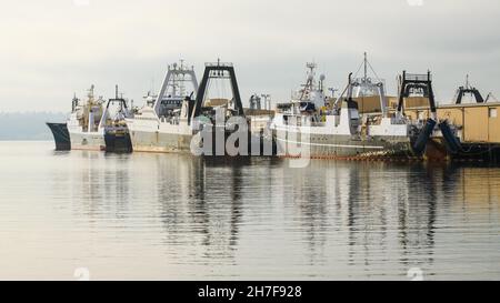 Seattle - 21. November 2021; Fischerboote wurden am Pier 90 in Seattle festgebunden. Diese Schiffe sind ein Teil der Flotte mit Fischen in den nordpazifischen Gewässern Stockfoto
