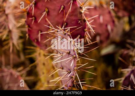 Lange Nadeln auf einem violett gefärbten Kaktus aus Stachelpfirsich in Big Bend Stockfoto