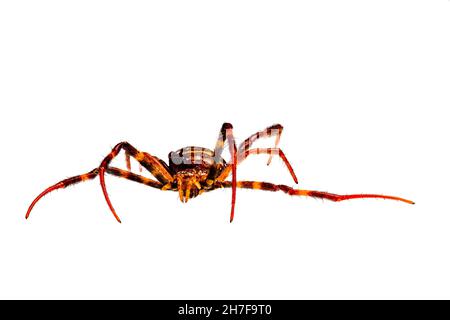 Eine Spinne hat eine Kombination aus braunen und orangen Farben, isoliert auf weißem Hintergrund Stockfoto