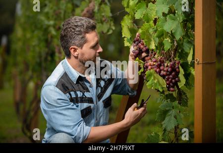 Lächelnder Kerl Harvester auf Sommerernte. Enologe mit Gartenschere. Landwirt geschnitten Weinrebe Stockfoto