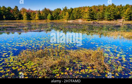 Landschaftlich schöner Blick auf einen kleinen Teich und Sumpf im Acadia National Park im Herbst Stockfoto