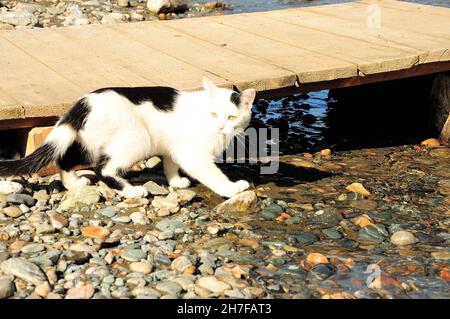 Eine große schwarz-weiße Katze mit leuchtend gelben Augen steht am felsigen Ufer des Flusses in der Nähe der Brücke. Chulyschman-Fluss, Altai, Sibirien, Russland. Stockfoto